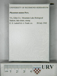 Physarum nutans image