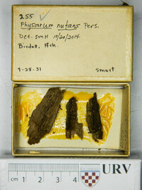 Physarum nutans image