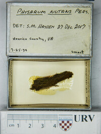 Physarum nutans image