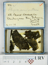 Physarum nutans image