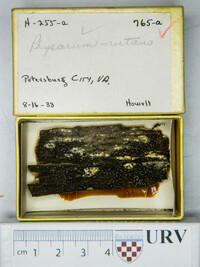 Physarum nutans image
