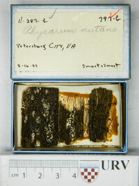 Physarum nutans image