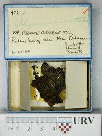 Physarum nutans image