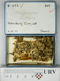 Physarum nutans image