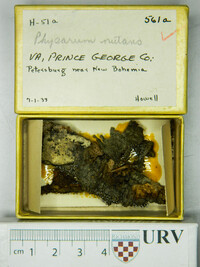 Physarum nutans image