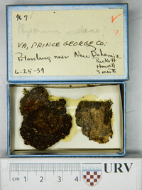 Physarum nutans image