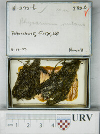 Physarum nutans image