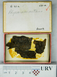 Physarum nutans image