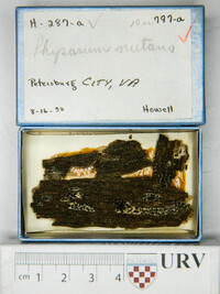 Physarum nutans image