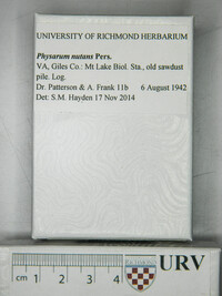 Physarum nutans image