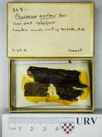 Physarum nutans image