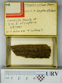 Physarum nutans image