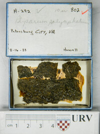 Physarum polycephalum image