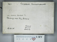Physarum polycephalum image