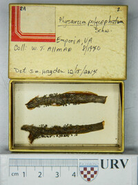Physarum polycephalum image
