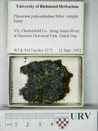 Physarum polycephalum image