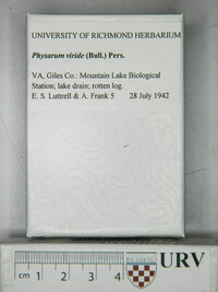 Physarum viride var. viride image