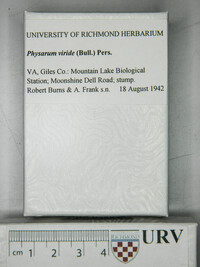 Physarum viride var. viride image