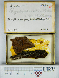 Physarum viride var. viride image