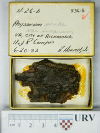 Physarum viride var. viride image