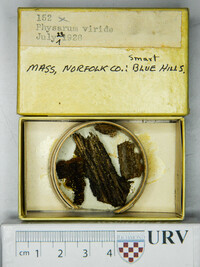 Physarum viride var. viride image