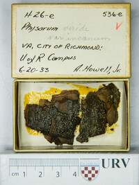 Physarum viride var. viride image