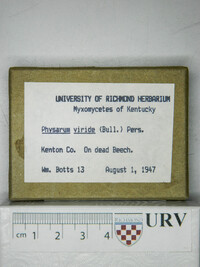 Physarum viride var. viride image