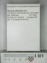 Physarum viride var. viride image