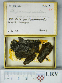 Physarum viride var. viride image
