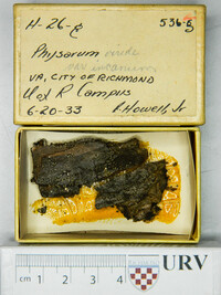 Physarum viride var. viride image