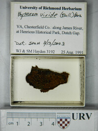 Physarum viride var. viride image