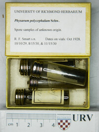 Physarum polycephalum image
