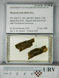 Physarum viride var. viride image