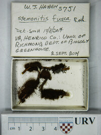 Stemonitis fusca image