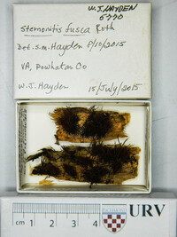 Stemonitis fusca image