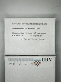 Stemonitis fusca image