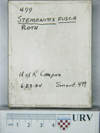 Stemonitis fusca image