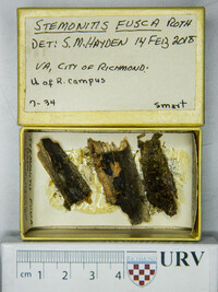Stemonitis fusca image