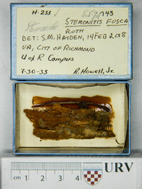 Stemonitis fusca image
