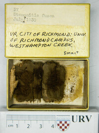 Stemonitis fusca image