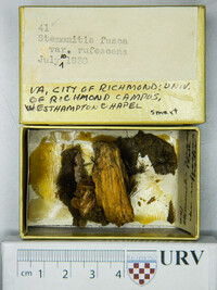 Stemonitis fusca image