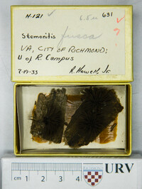 Stemonitis fusca image