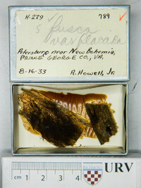 Stemonitis fusca image