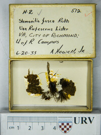 Stemonitis fusca image