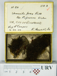 Stemonitis fusca image