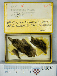 Stemonitis fusca image