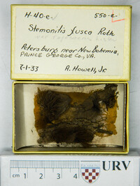 Stemonitis fusca image