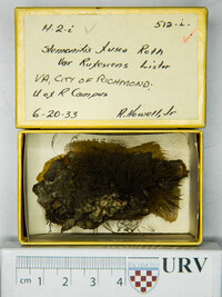 Stemonitis fusca image