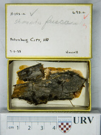 Stemonitis fusca image