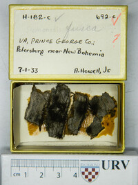 Stemonitis fusca image